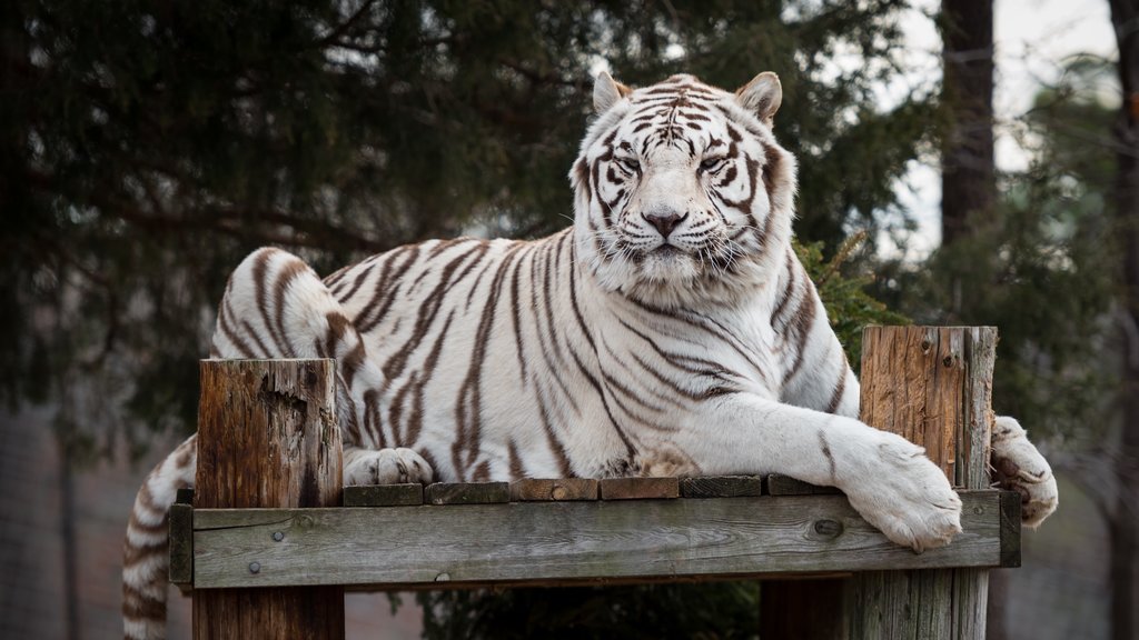 Turpentine Creek Wildlife Refuge showing dangerous animals and zoo animals