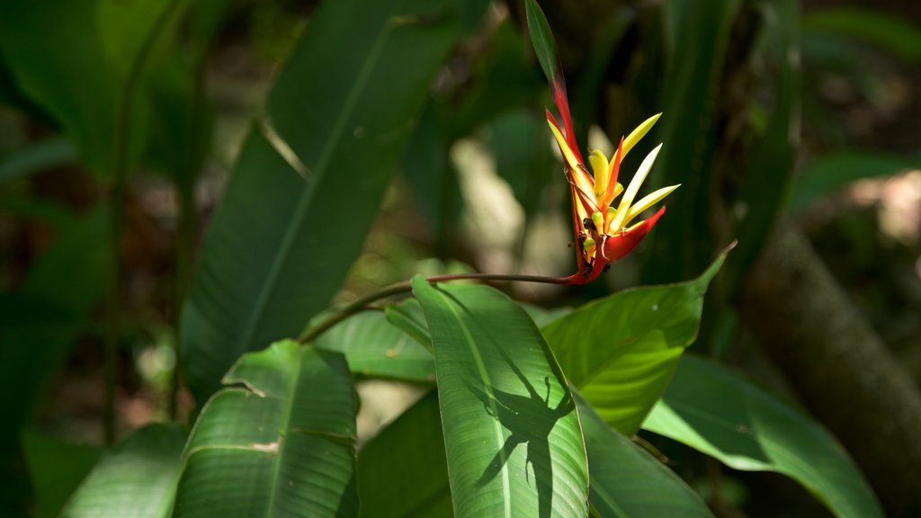 Villahermosa qui includes fleurs sauvages