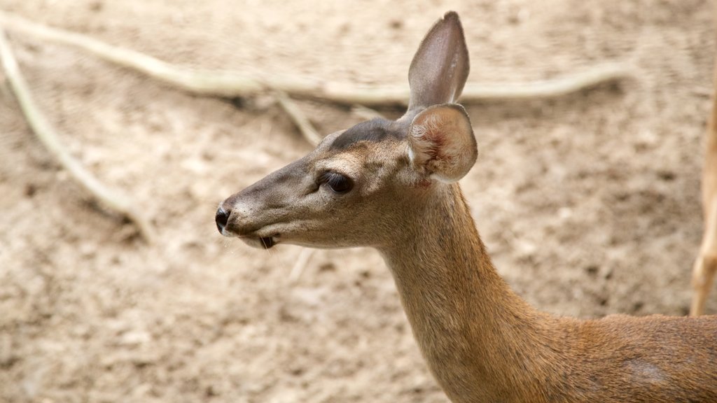 Yumka mettant en vedette animaux domestiques ou inoffensifs