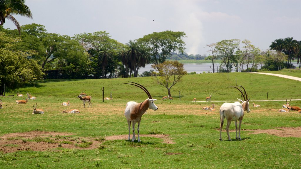 Yumka showing a park and land animals