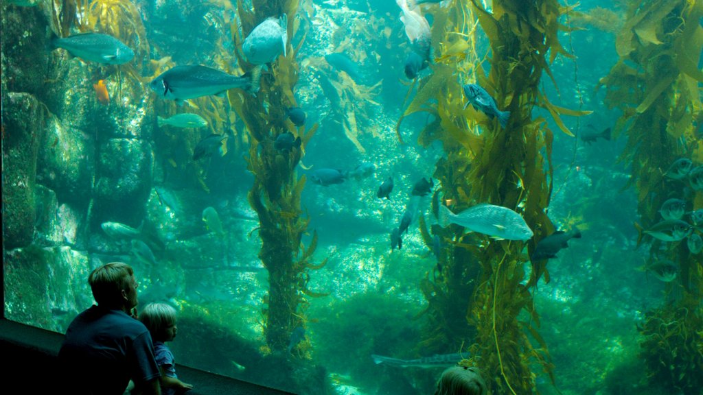 Birch Aquarium showing marine life and interior views