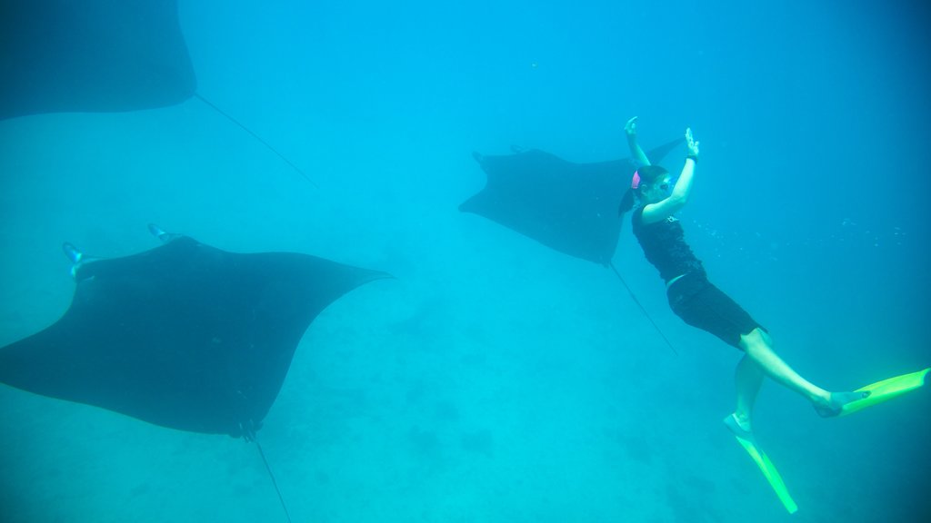 Yasawa Islands featuring snorkelling and marine life as well as an individual female