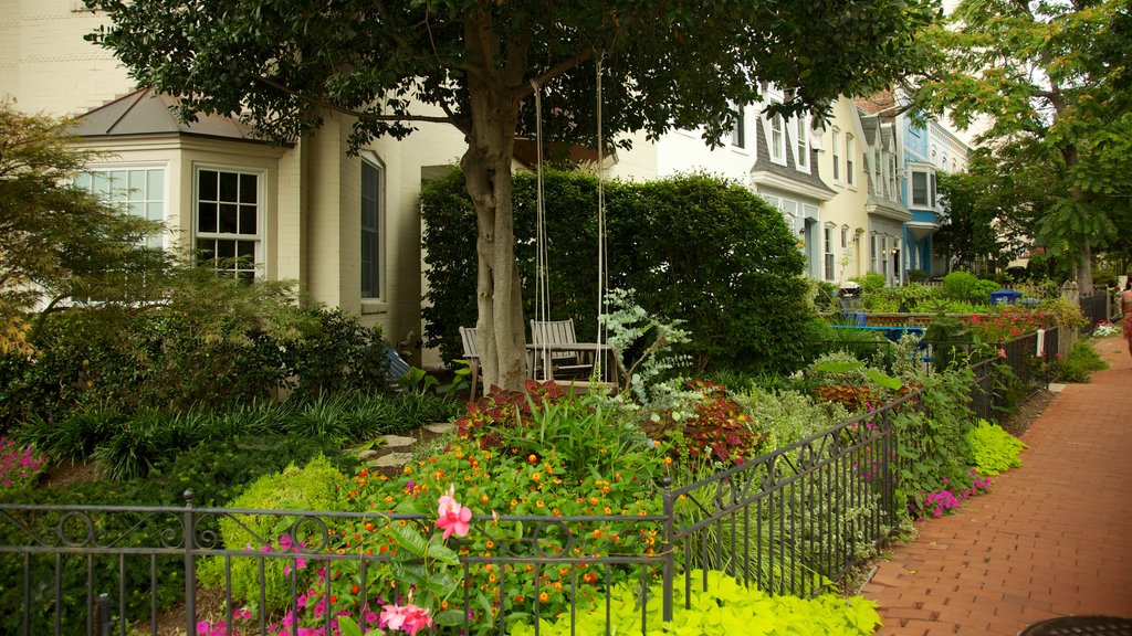 Foggy Bottom showing flowers, a city and a house