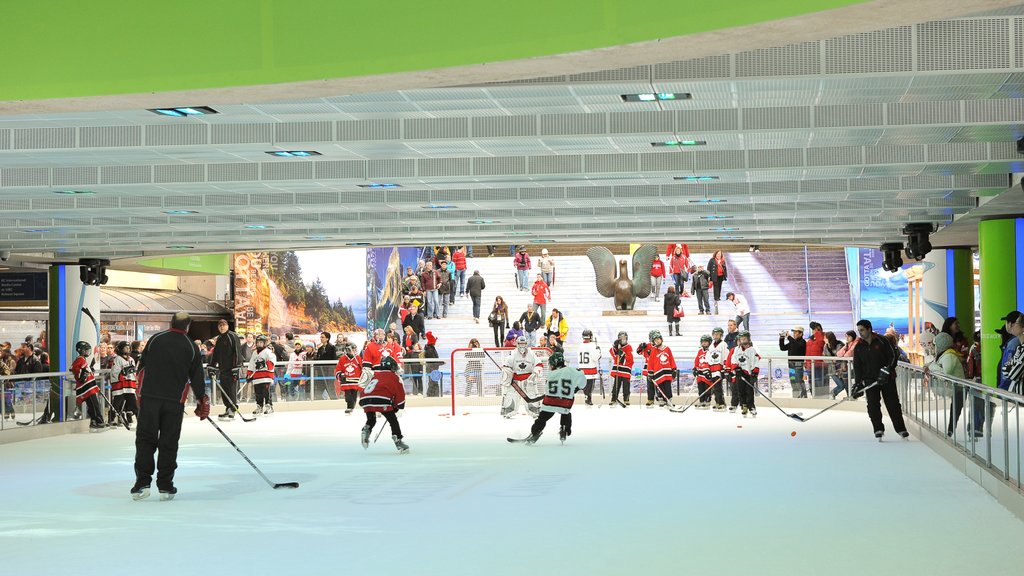 Robson Street showing a sporting event, interior views and ice skating