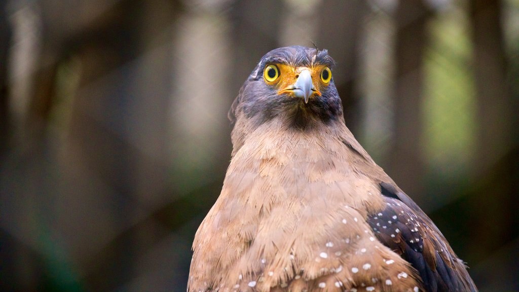 Gembira Loka Zoo featuring bird life