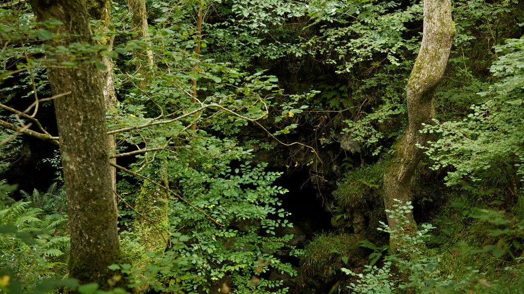 Grottes de Marble Arch montrant scènes forestières