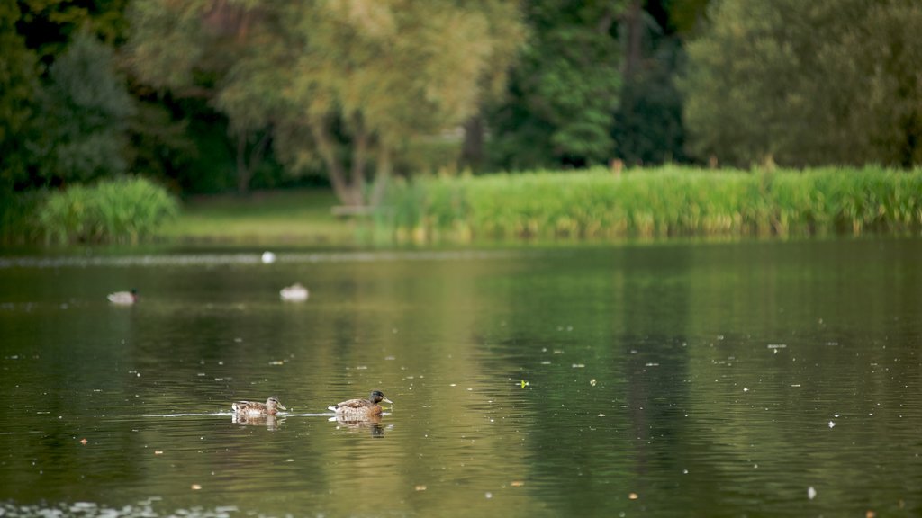 Mount Stewart featuring a garden, a pond and bird life