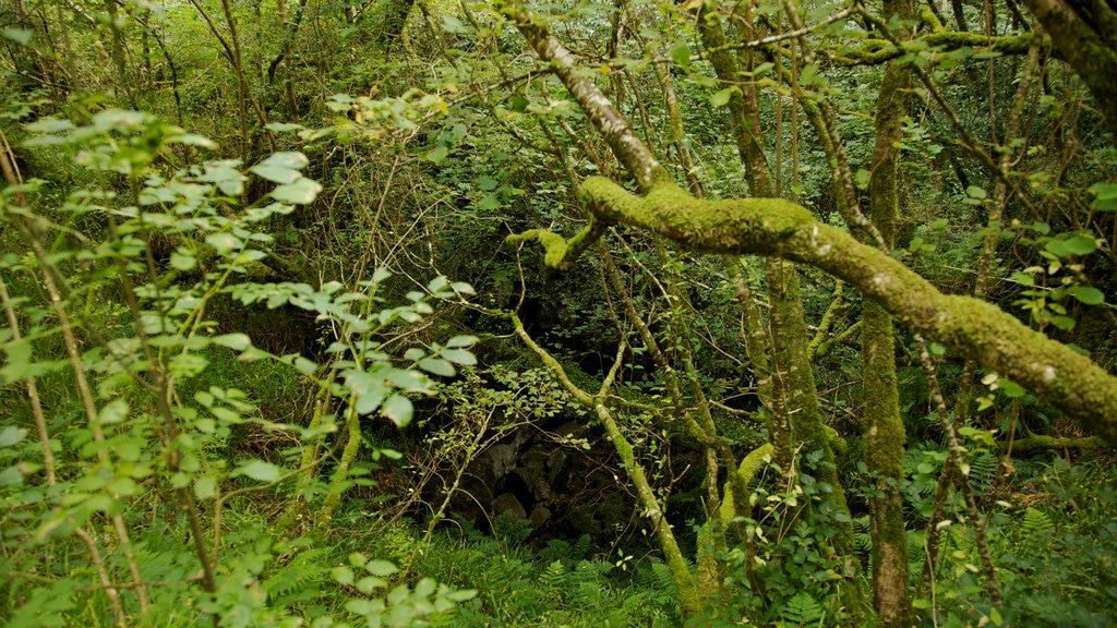 Grottes de Marble Arch mettant en vedette scènes forestières