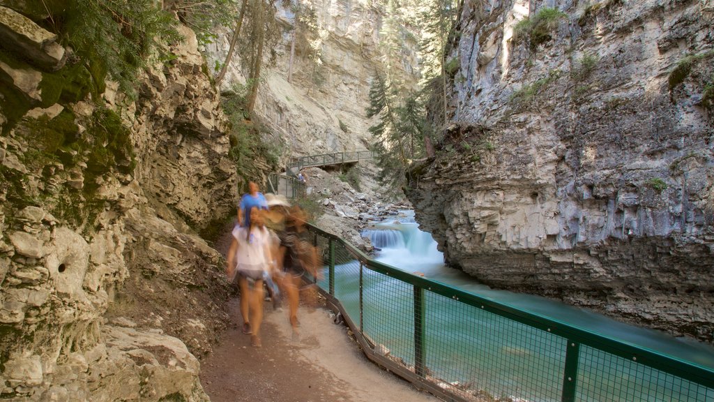 Johnston Canyon que incluye un río o arroyo, un barranco o cañón y senderismo o caminata