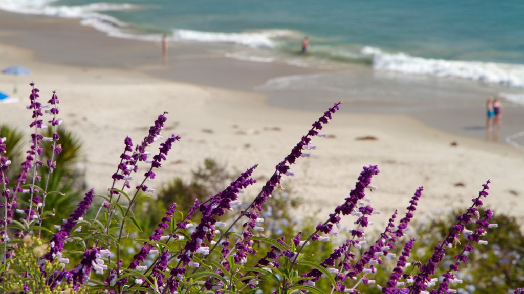 Laguna Beach ofreciendo flores silvestres, vista general a la costa y una playa