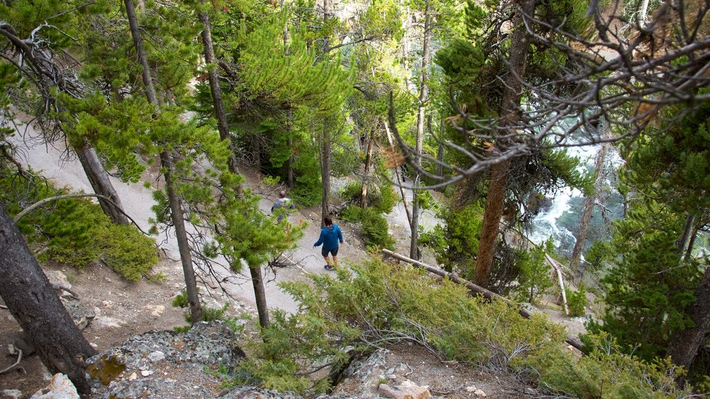 Grand Canyon of Yellowstone que inclui escalada ou caminhada, um rio ou córrego e cenas de floresta