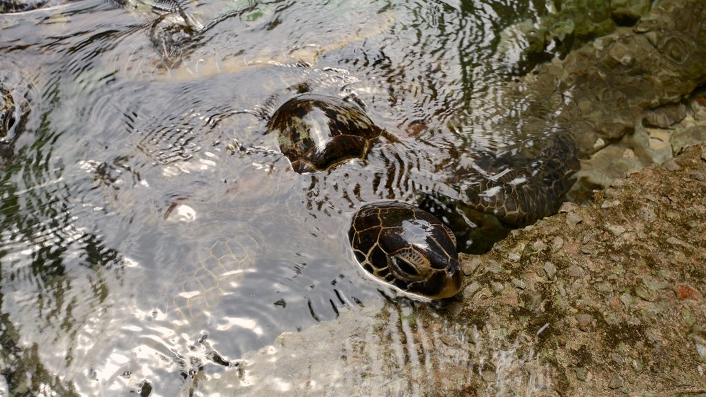 Mnarani Naturaquarium welches beinhaltet Meeresbewohner