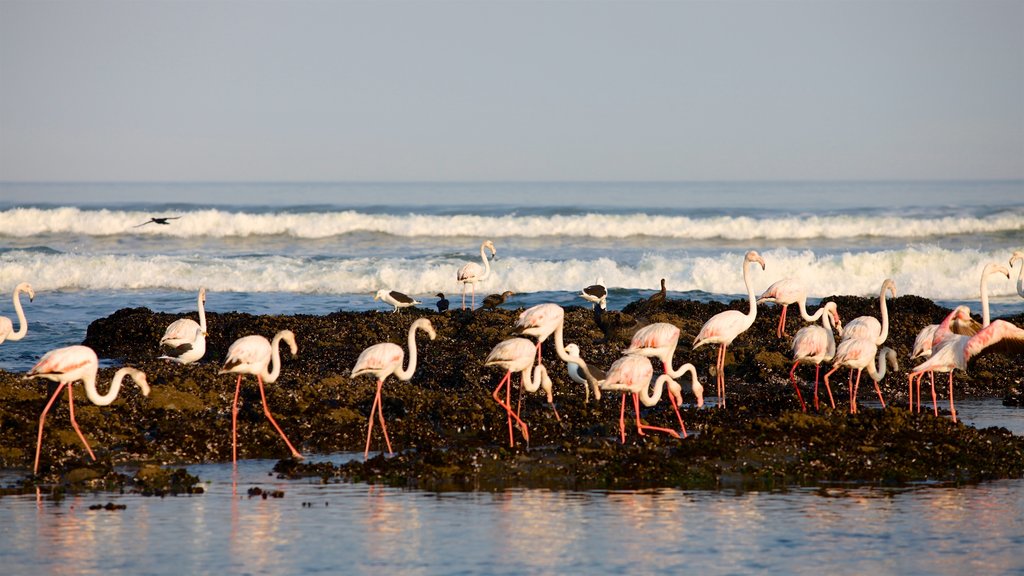 Swakopmund montrant vues littorales, vie des oiseaux et vagues