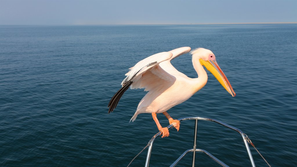 Walvis Bay qui includes vues littorales et vie des oiseaux