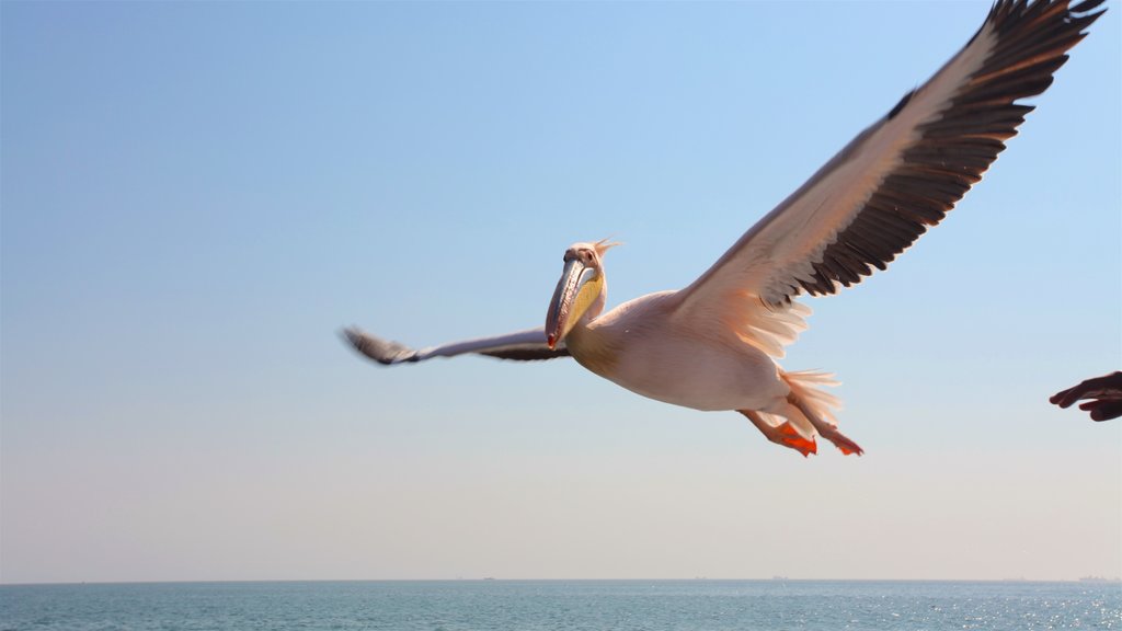 Walvis Bay showing bird life