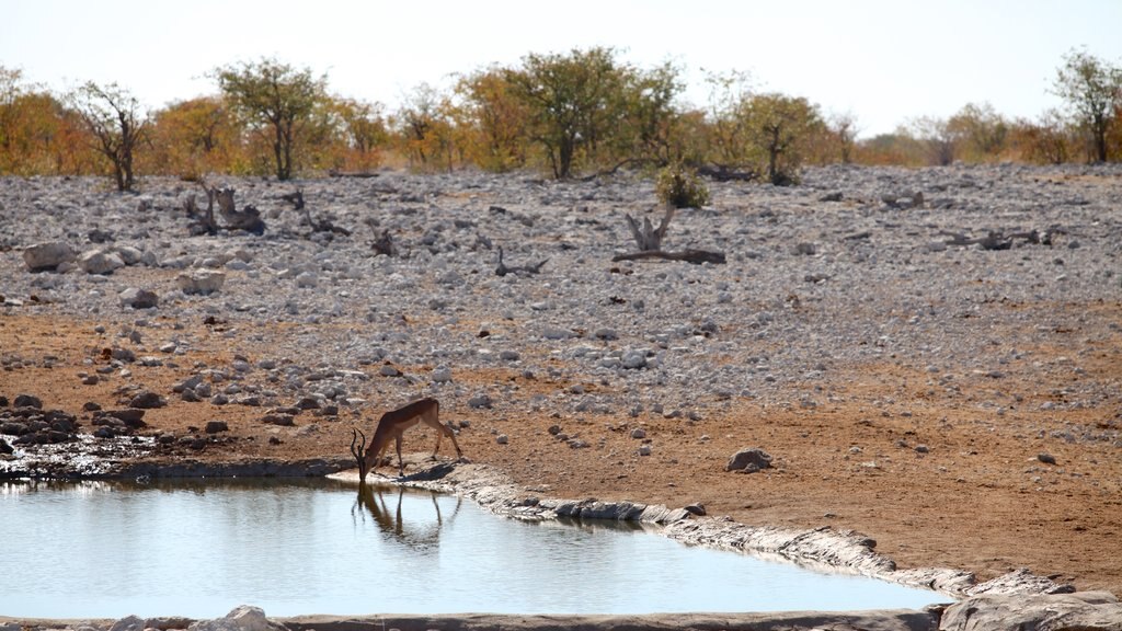 Parque Nacional de Etosha mostrando paisagens do deserto, animais terrestres e um lago ou charco