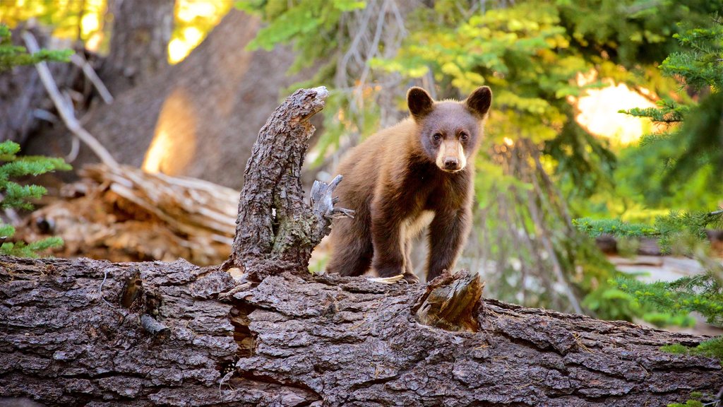 Mill Creek que incluye escenas forestales y animales peligrosos