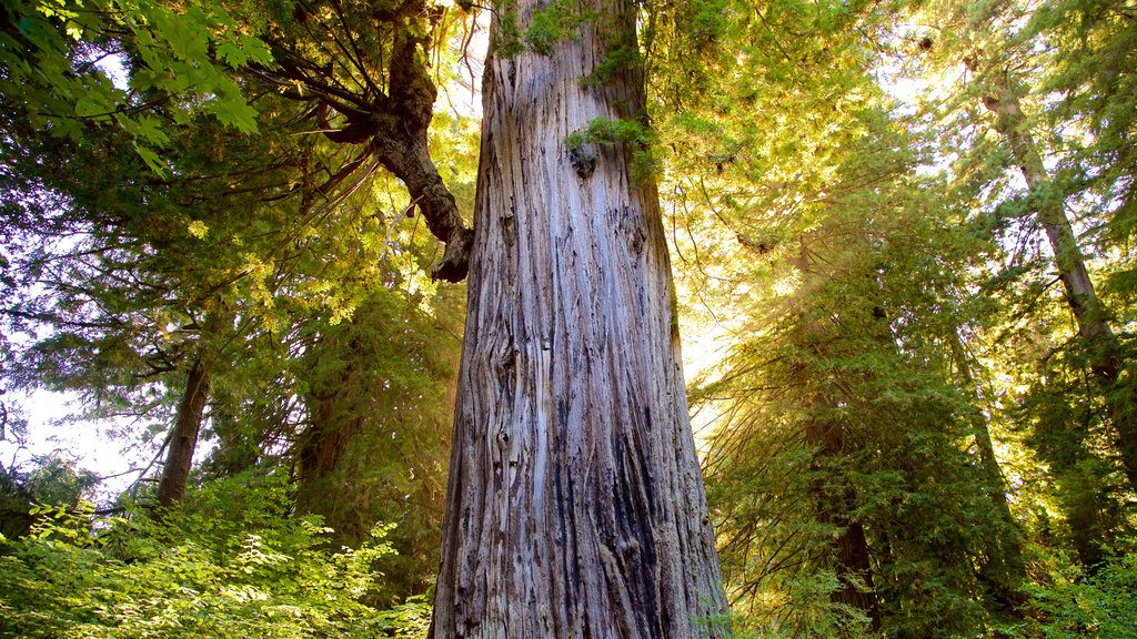 California showing forests