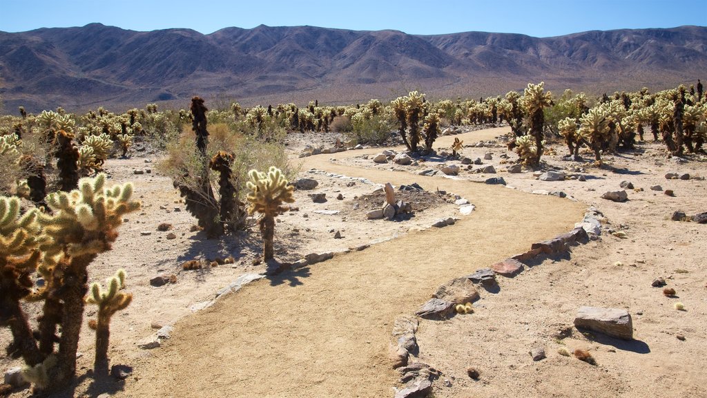 Cholla Cactus Garden which includes desert views and landscape views