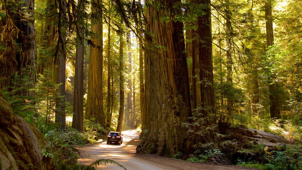 Parque Nacional de Redwood mostrando um pôr do sol, cenas de floresta e off-road