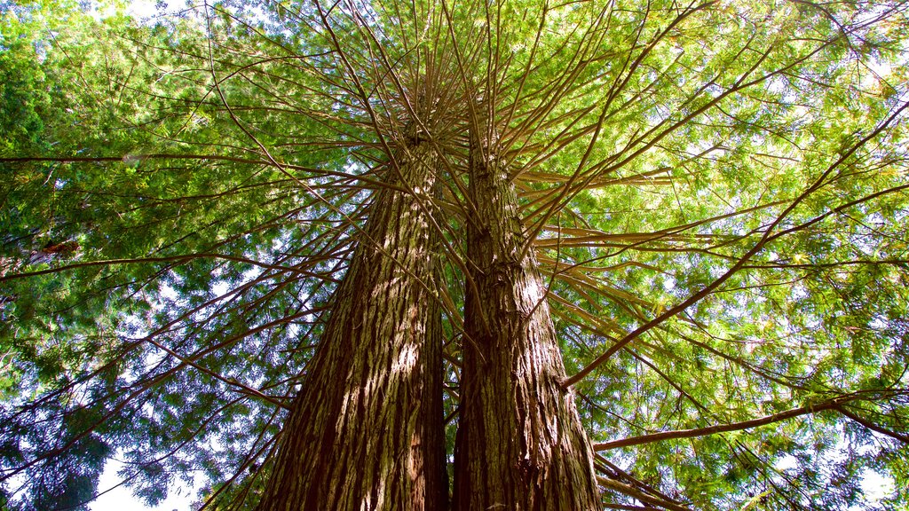 Parque nacional y parques estatales de Redwood ofreciendo imágenes de bosques