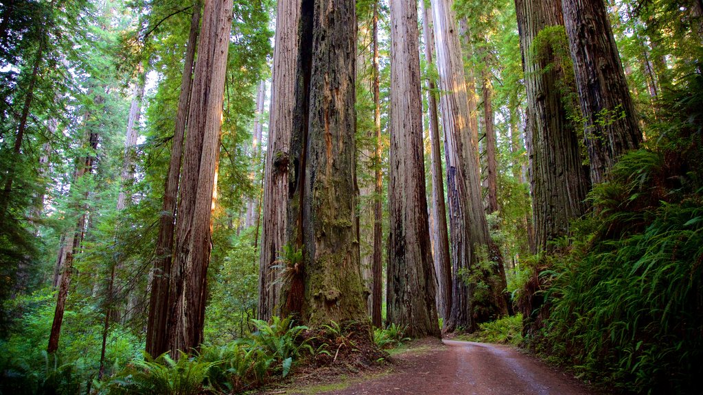 Redwood National and State Parks som inkluderar skogslandskap