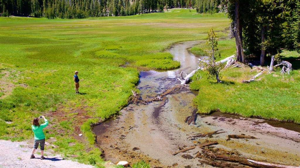 Upper Meadow mostrando cenas de floresta, um jardim e um rio ou córrego