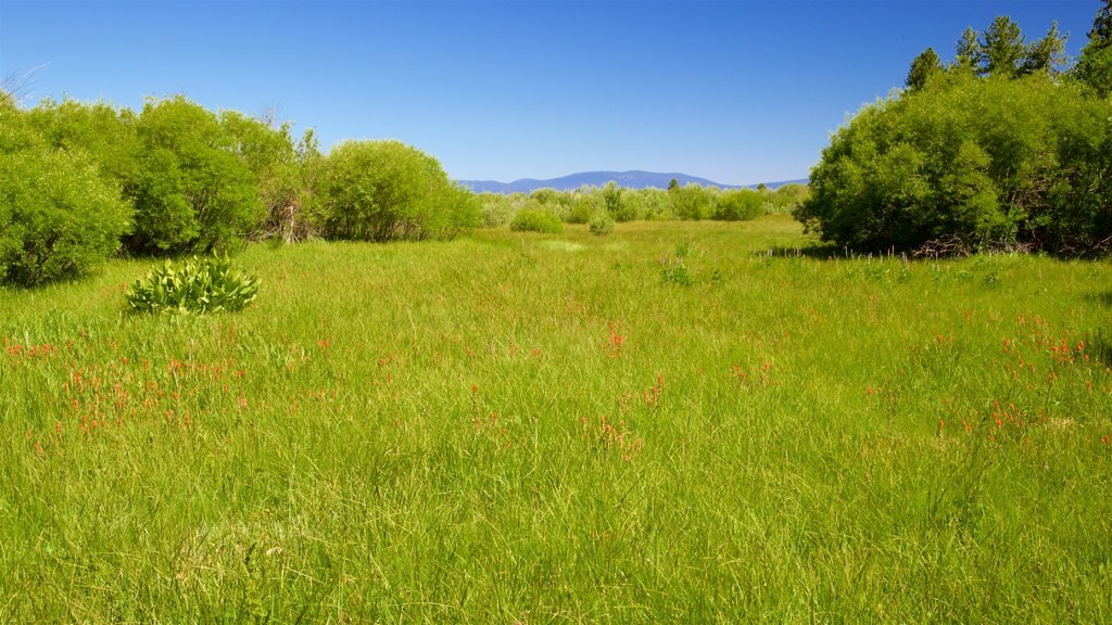 Taylor Creek Visitor Center featuring tranquil scenes and wild flowers