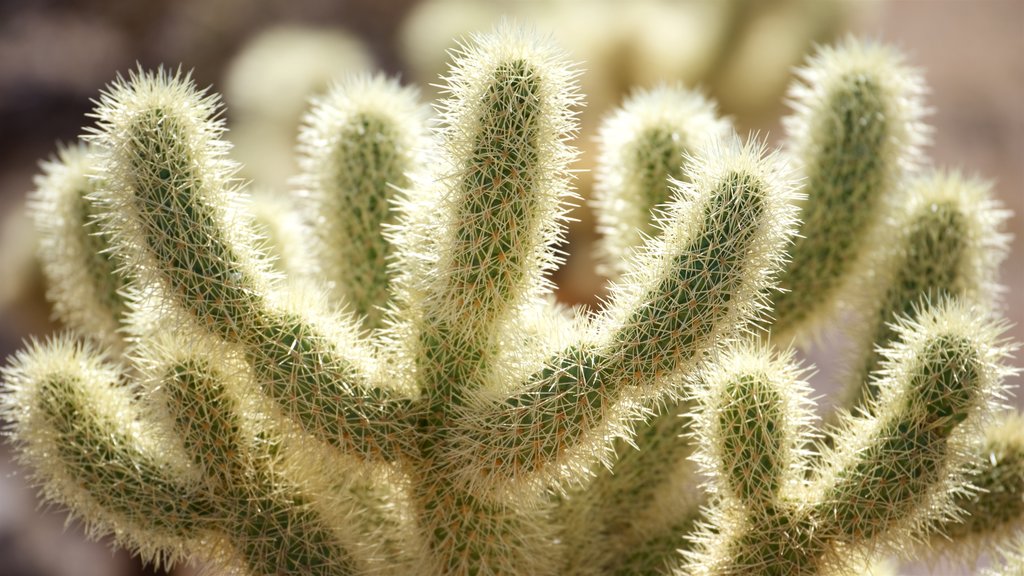 Joshua Tree National Park which includes wild flowers