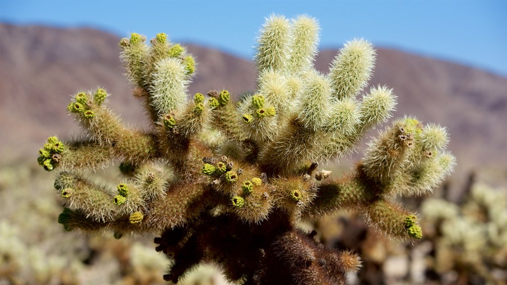 Parque Nacional Joshua Tree ofreciendo flores salvajes