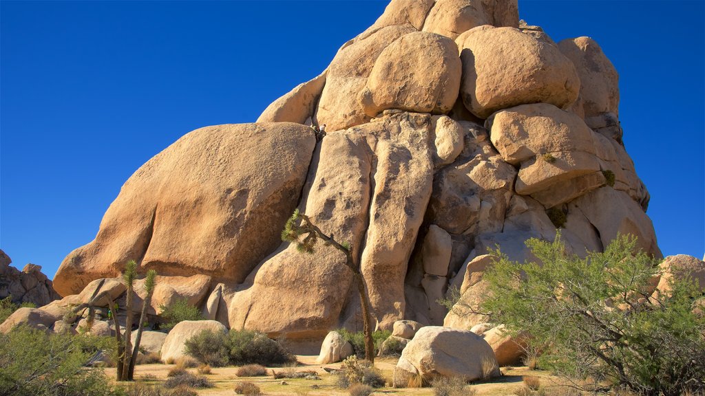 Joshua Tree National Park which includes desert views and tranquil scenes