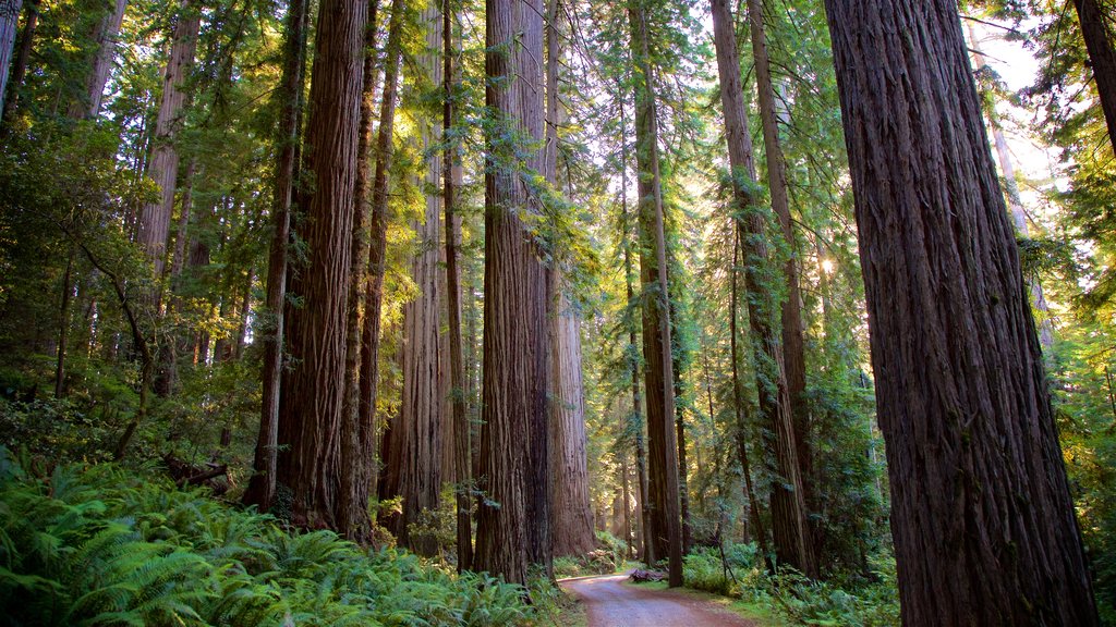 Parque Nacional de Redwood que inclui cenas de floresta