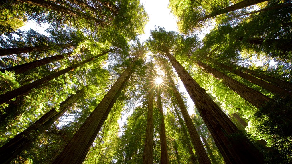 Parque Nacional de Redwood mostrando cenas de floresta