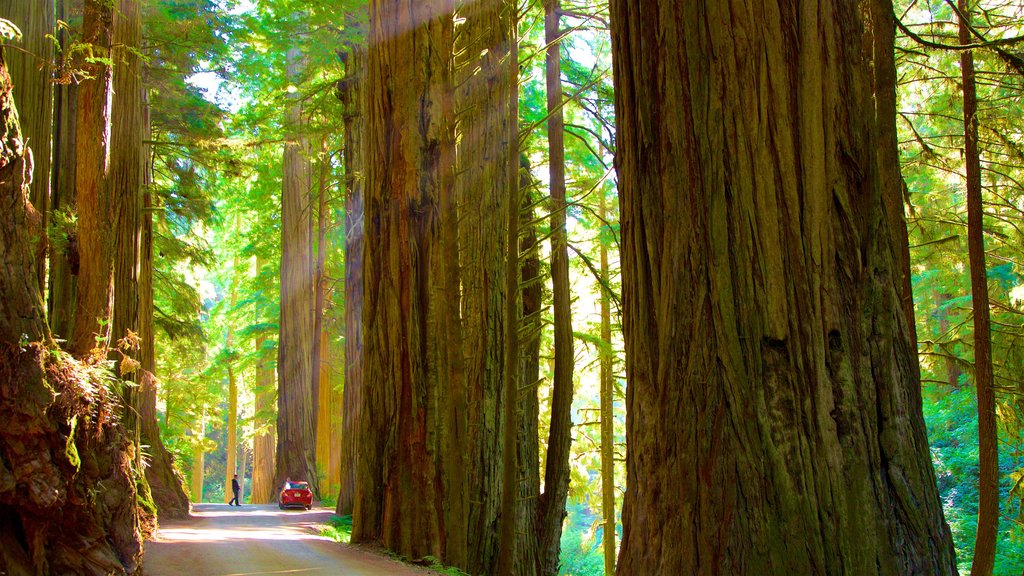 Parque nacional y parques estatales de Redwood mostrando imágenes de bosques