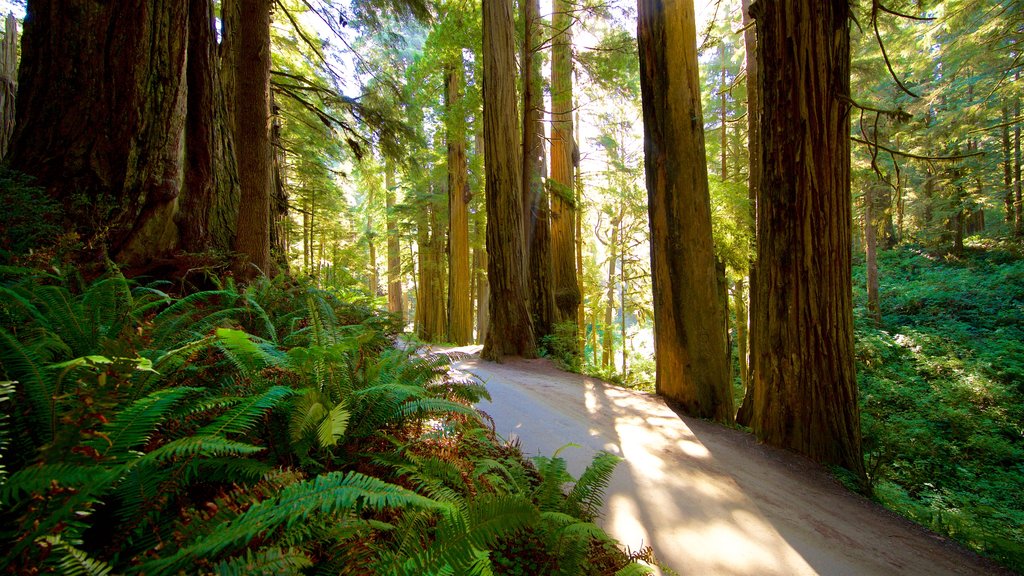 Parque Nacional de Redwood que inclui florestas