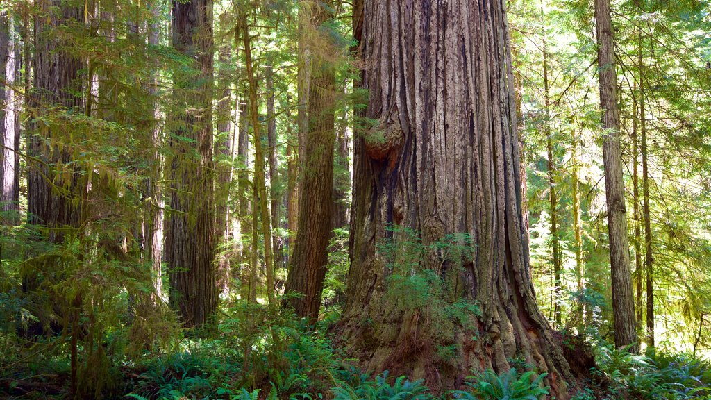 Parque Nacional de Redwood caracterizando cenas de floresta