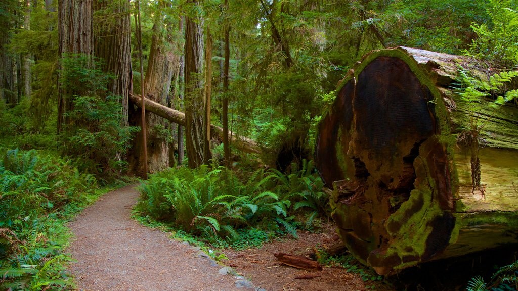 Redwood National and State Parks featuring forest scenes