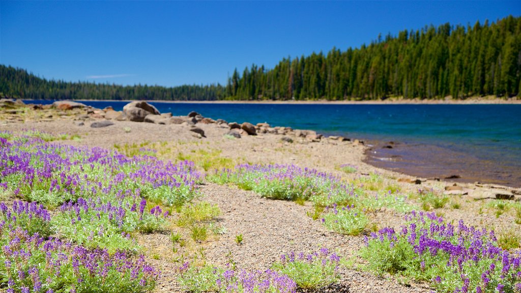 Juniper Lake som inkluderar en sjö eller ett vattenhål och blommor