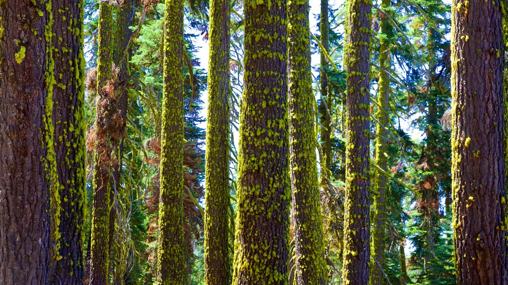 Mill Creek showing forests