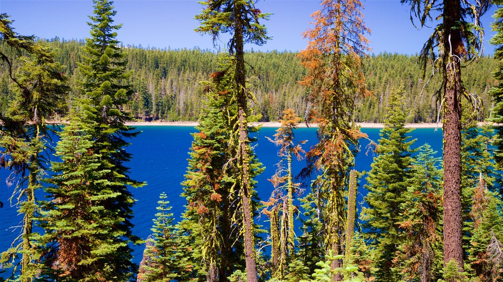 Mill Creek que incluye un lago o espejo de agua y bosques