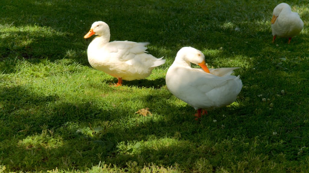 Sonoma Plaza showing bird life