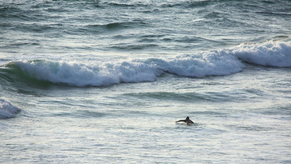 Sonoma County showing general coastal views, surf and surfing