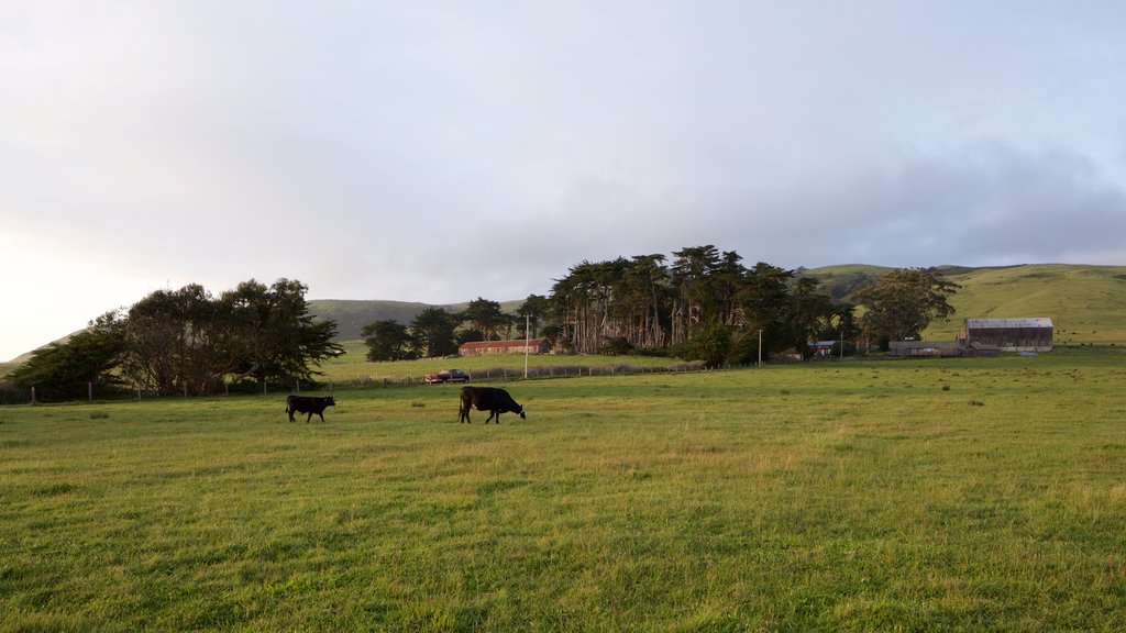 Sonoma Valley ofreciendo animales terrestres, un atardecer y escenas tranquilas