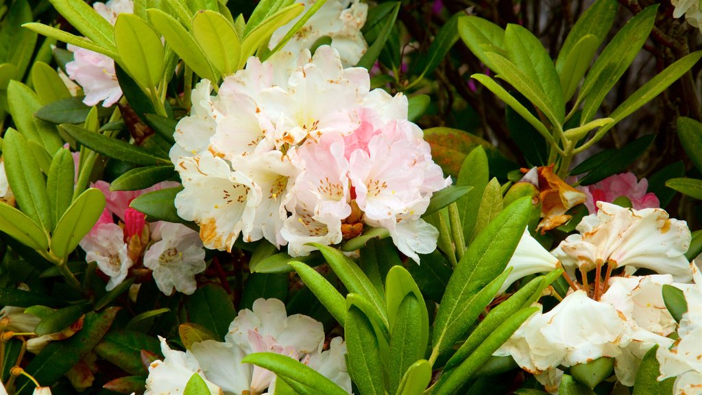 Jardim Botânico da Costa de Mendocino que inclui flores