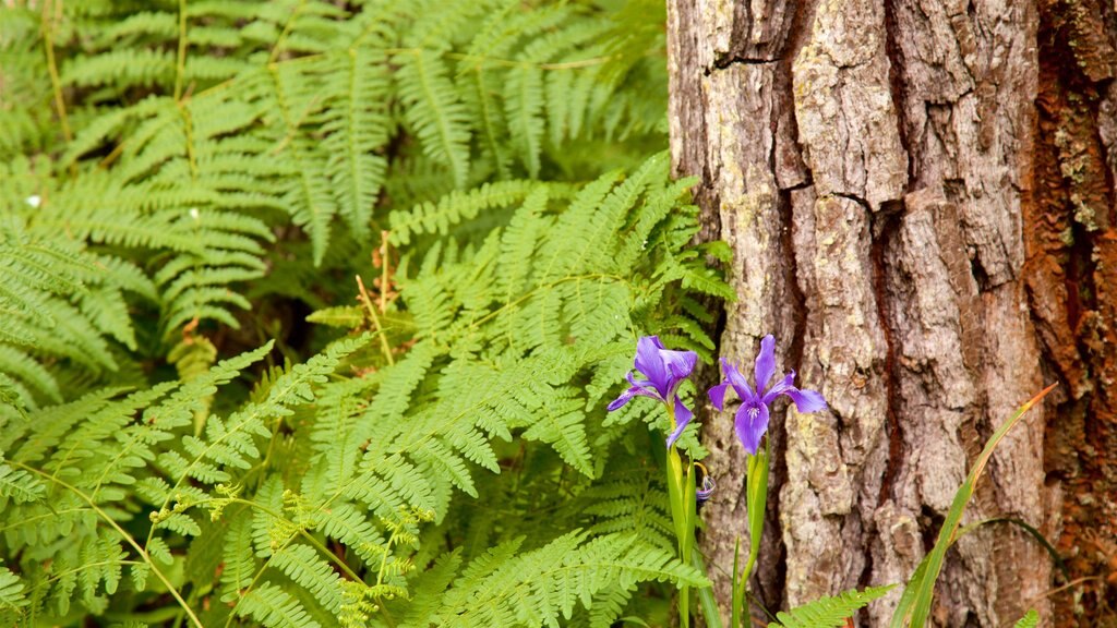 Mendocino Coast Botanical Gardens showing wild flowers