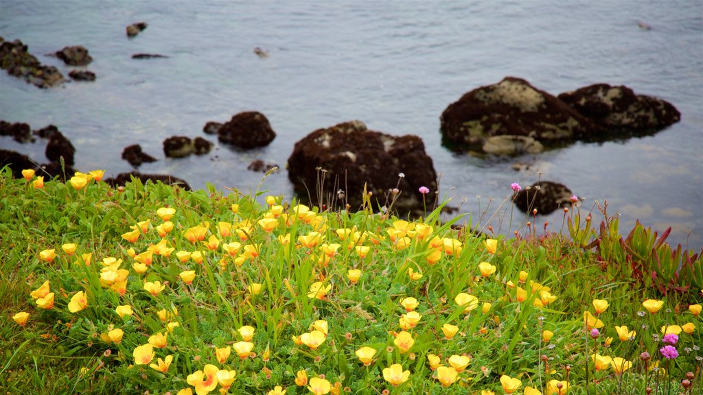 Mendocino Coast Botanical Gardens showing wild flowers and general coastal views