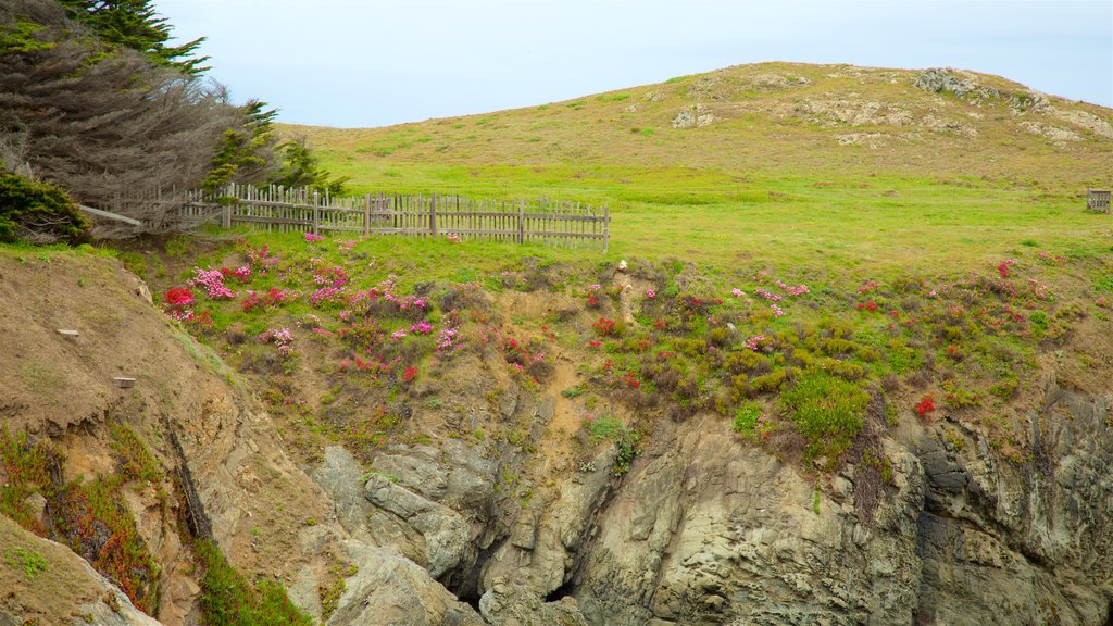 Jardín Botánico Mendocino Coast que incluye escenas tranquilas y flores silvestres