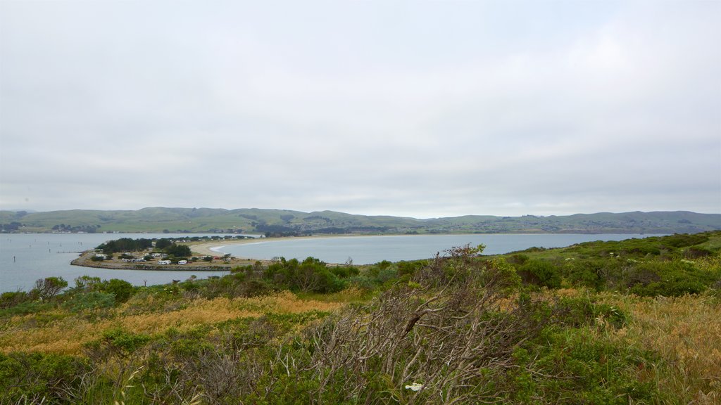 Bodega Head showing a lake or waterhole and tranquil scenes