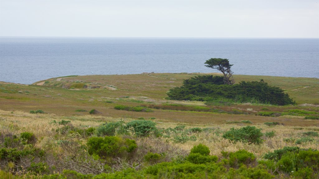 Bodega Head mostrando paesaggi rilassanti e vista della costa