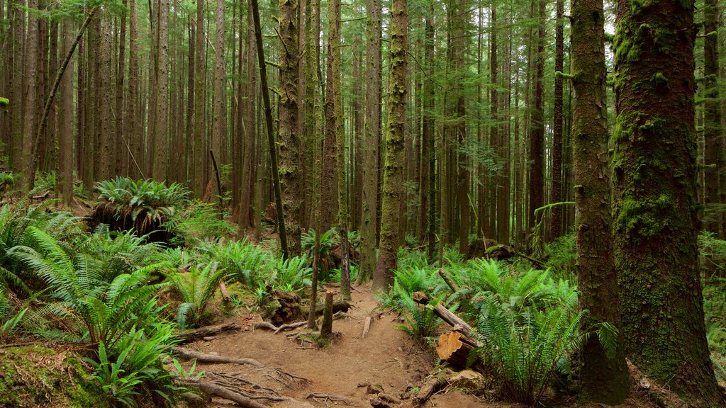 Columbia Británica que incluye bosques